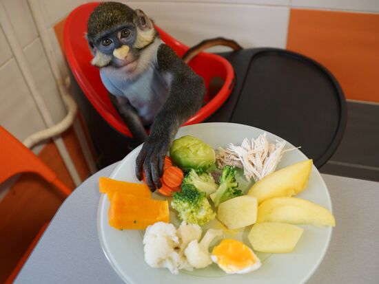 Monkey Yuppi owned by Moscow family