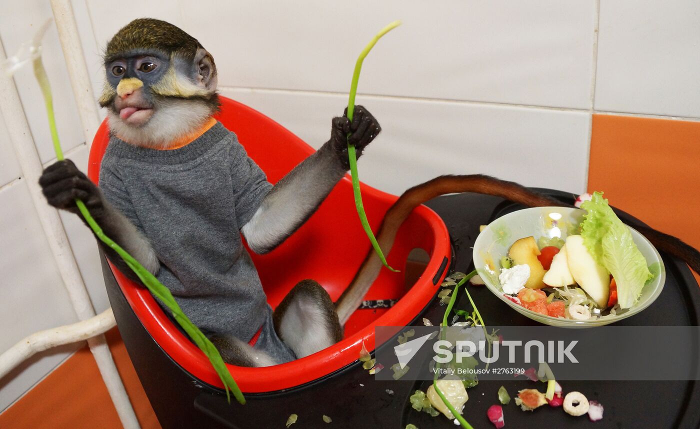 Monkey Yuppi owned by Moscow family