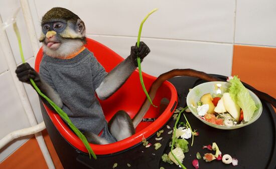 Monkey Yuppi owned by Moscow family