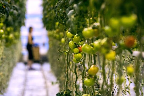 Agricultural center Druzhinino in Omsk region