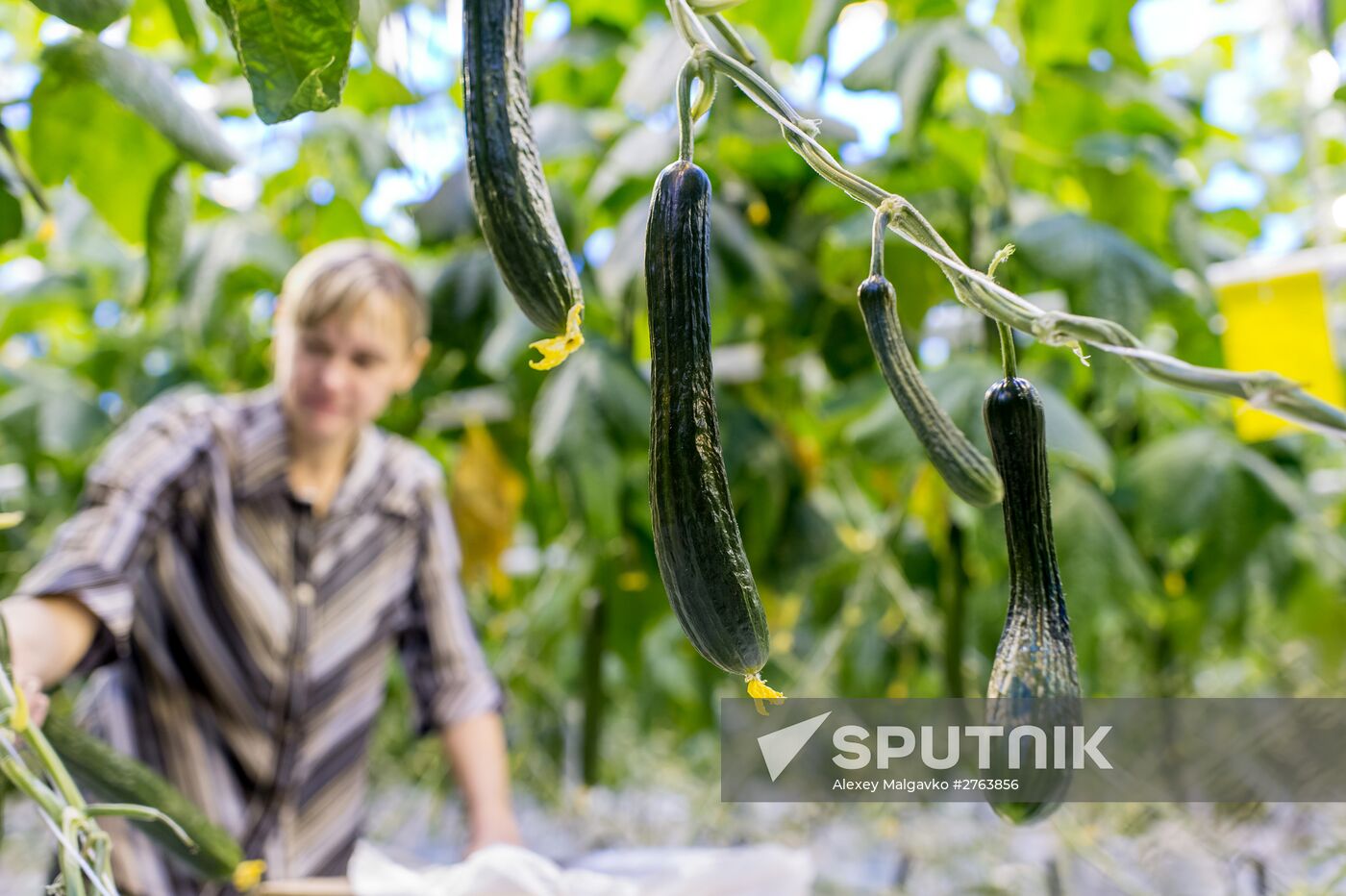 The Druzhino agricultural center in the Omsk Region