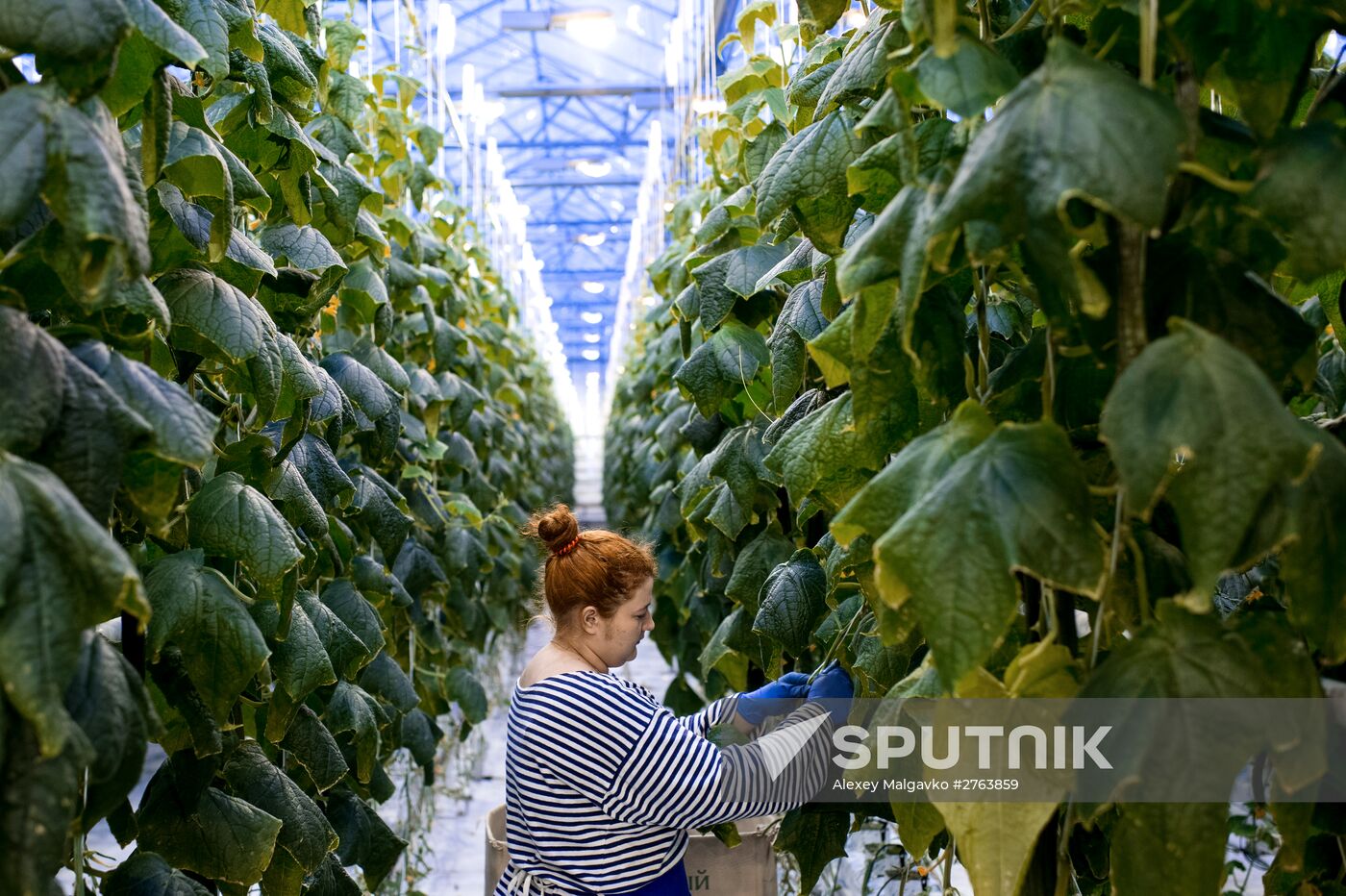 The Druzhino agricultural center in the Omsk Region