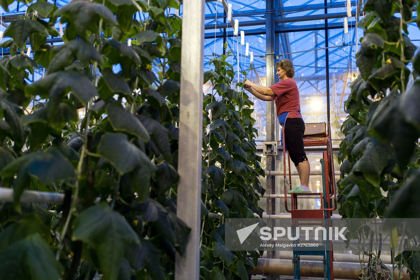 The Druzhino agricultural center in the Omsk Region