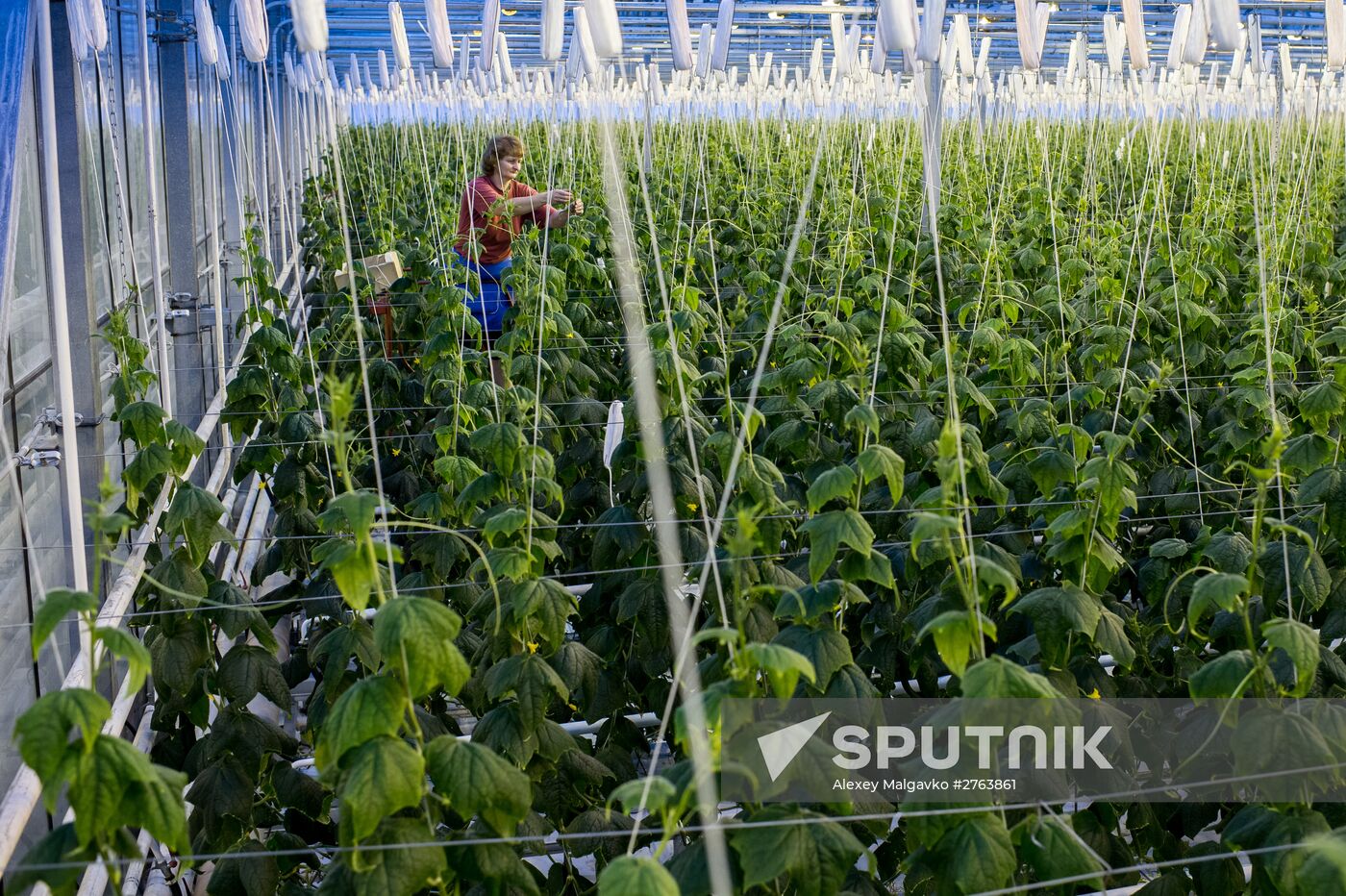 The Druzhino agricultural center in the Omsk Region