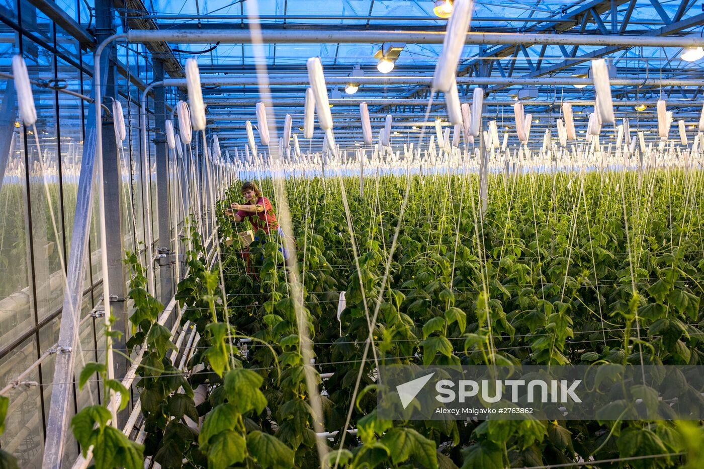 The Druzhino agricultural center in the Omsk Region
