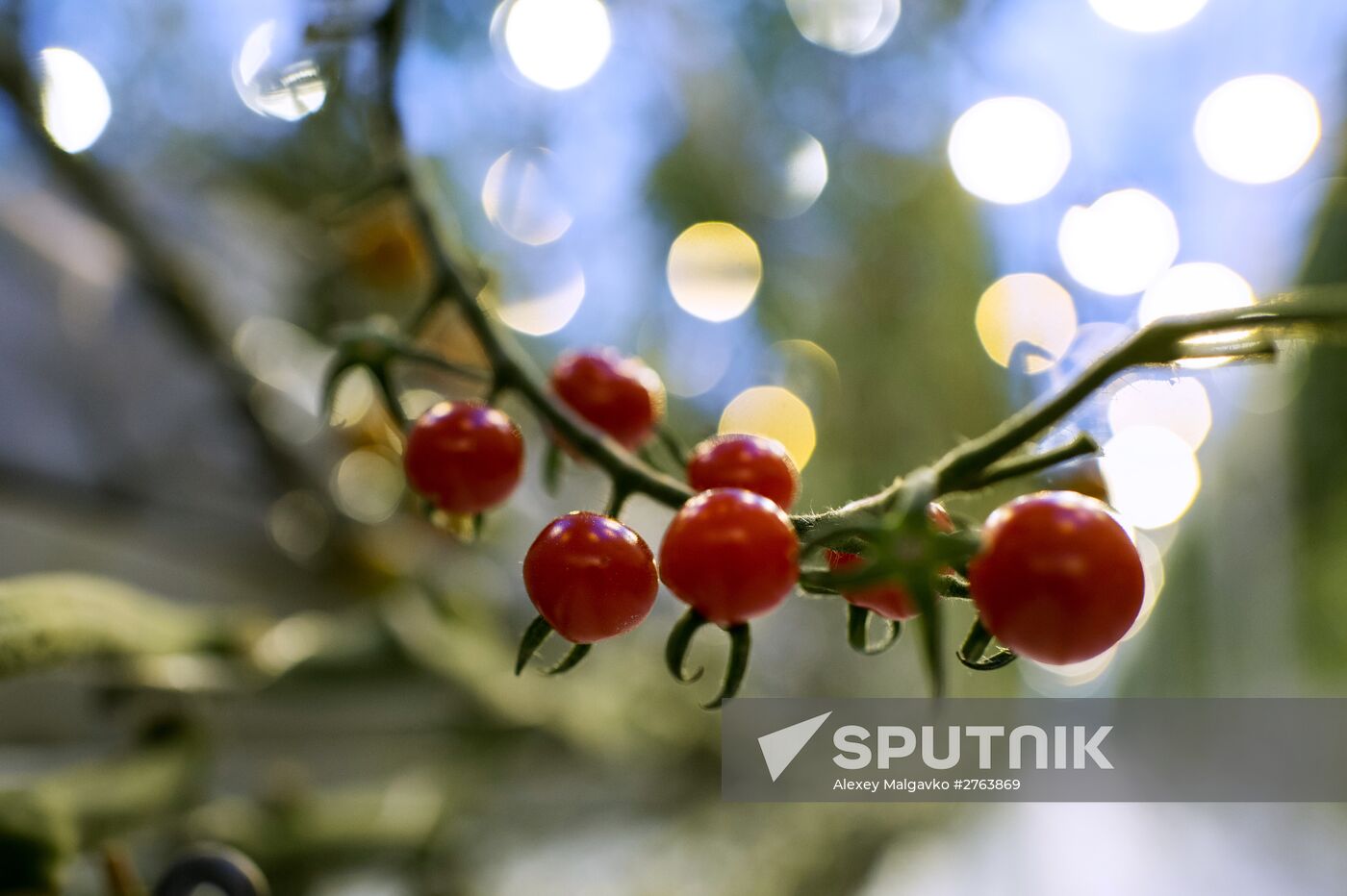 The Druzhino agricultural center in the Omsk Region