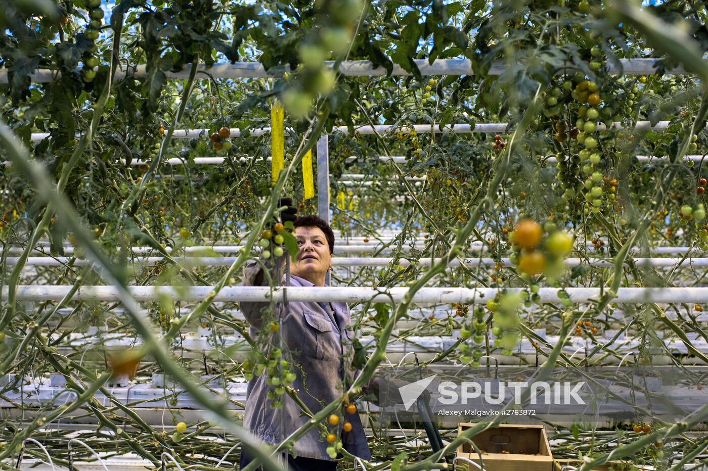 The Druzhino agricultural center in the Omsk Region