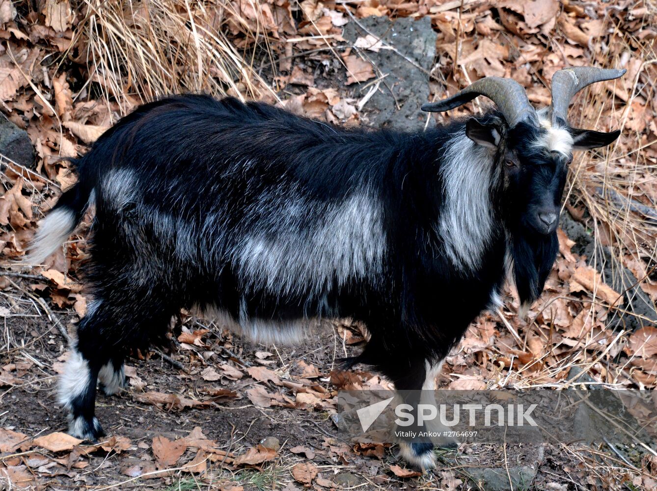Friendship between goat Timur and tiger Amur at Safari Park in Primorye Territory