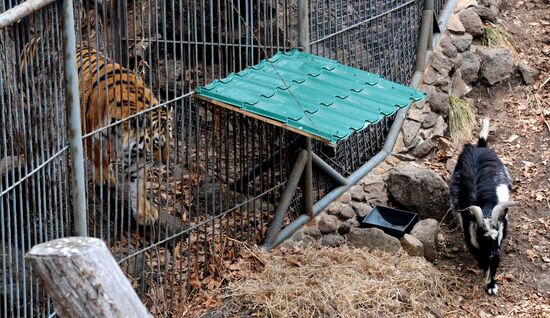 Friendship between goat Timur and tiger Amur at Safari Park in Primorye Territory