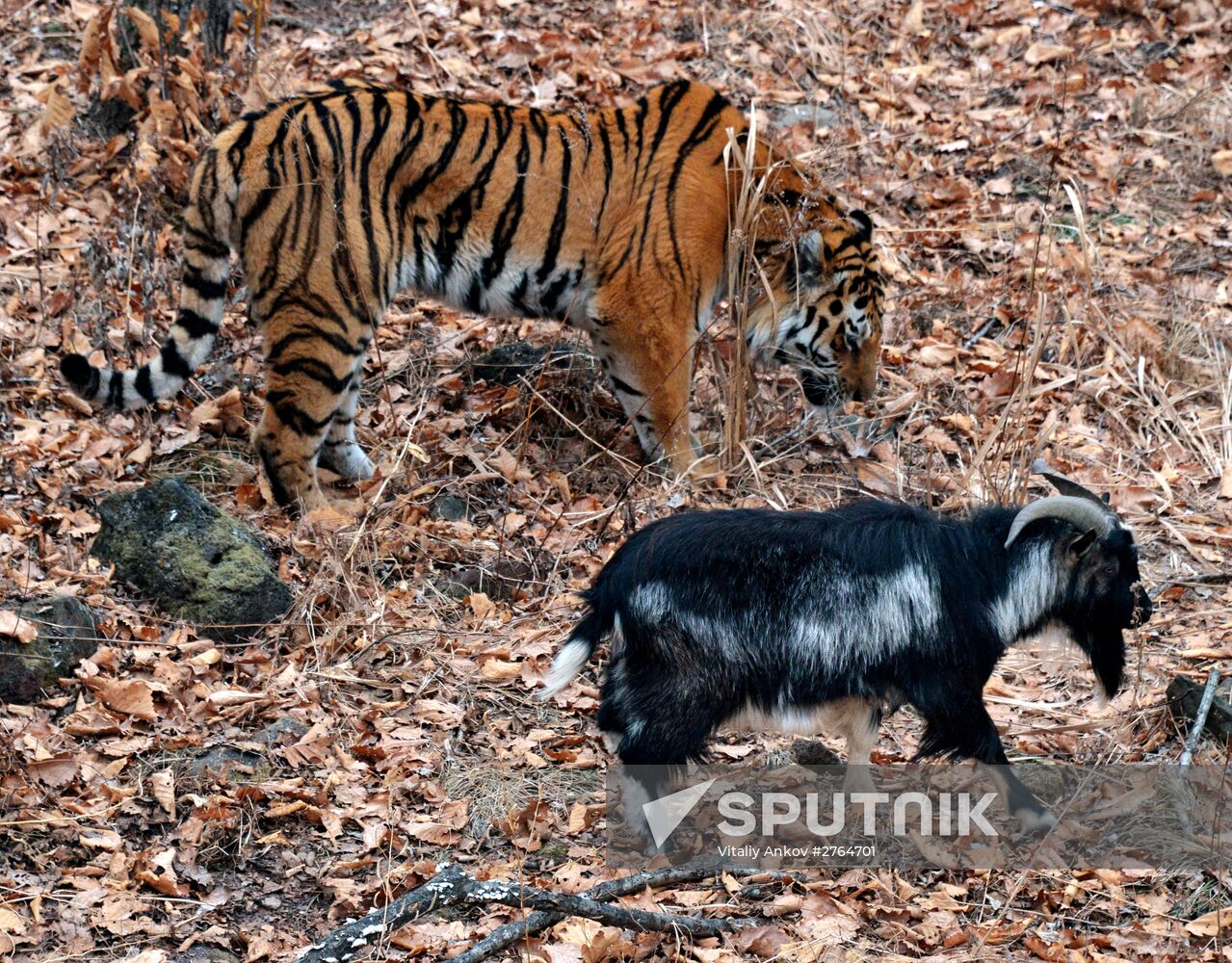 Friendship between goat Timur and tiger Amur at Safari Park in Primorye Territory