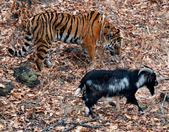 Friendship between goat Timur and tiger Amur at Safari Park in Primorye Territory