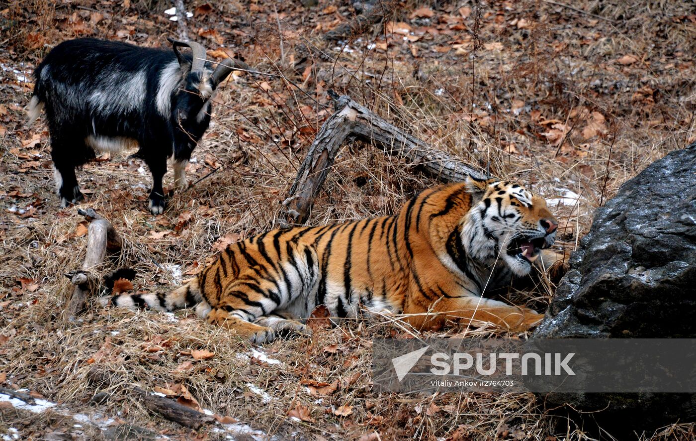 Friendship between goat Timur and tiger Amur at Safari Park in Primorye Territory
