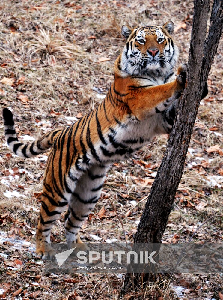 Friendship between goat Timur and tiger Amur at Safari Park in Primorye Territory
