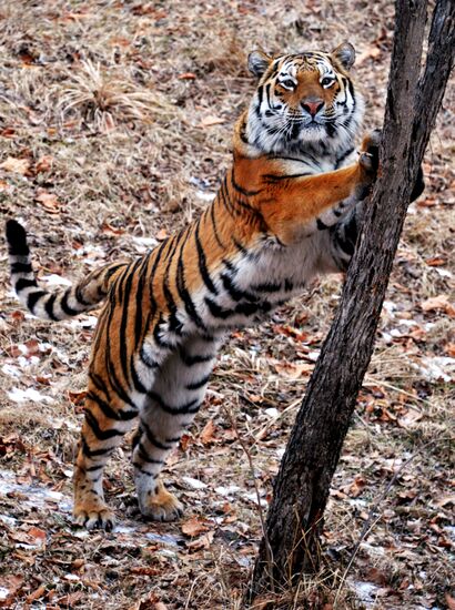 Friendship between goat Timur and tiger Amur at Safari Park in Primorye Territory