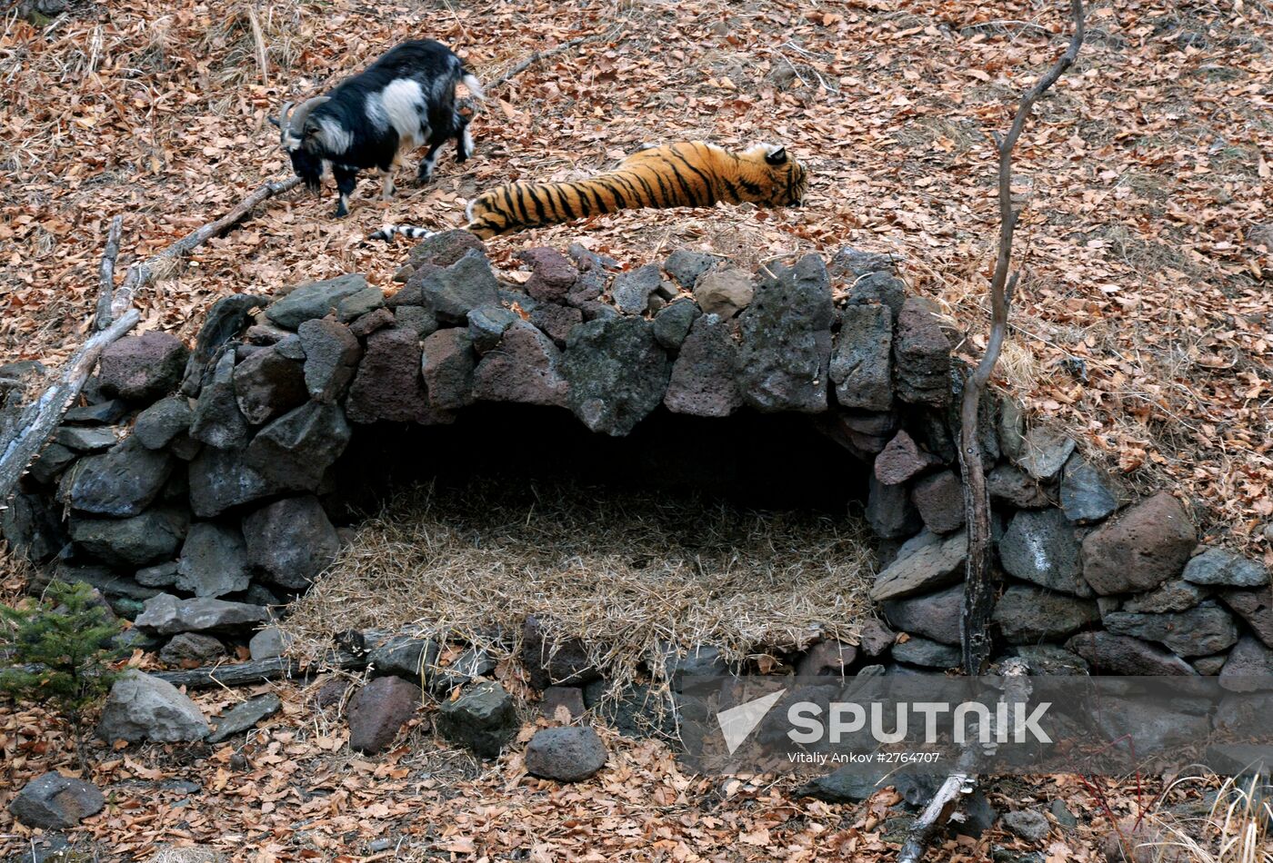 Friendship between goat Timur and tiger Amur at Safari Park in Primorye Territory