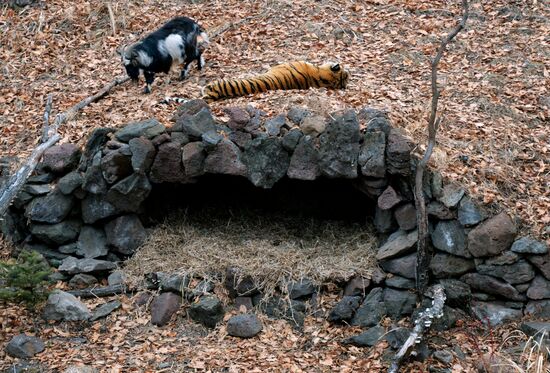 Friendship between goat Timur and tiger Amur at Safari Park in Primorye Territory