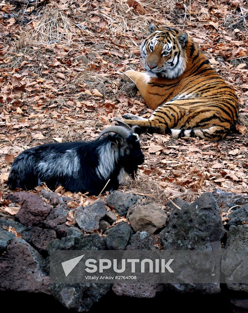 Friendship between goat Timur and tiger Amur at Safari Park in Primorye Territory