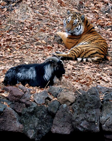 Friendship between goat Timur and tiger Amur at Safari Park in Primorye Territory