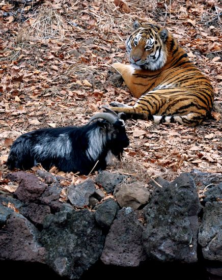 Friendship between goat Timur and tiger Amur at Safari Park in Primorye Territory