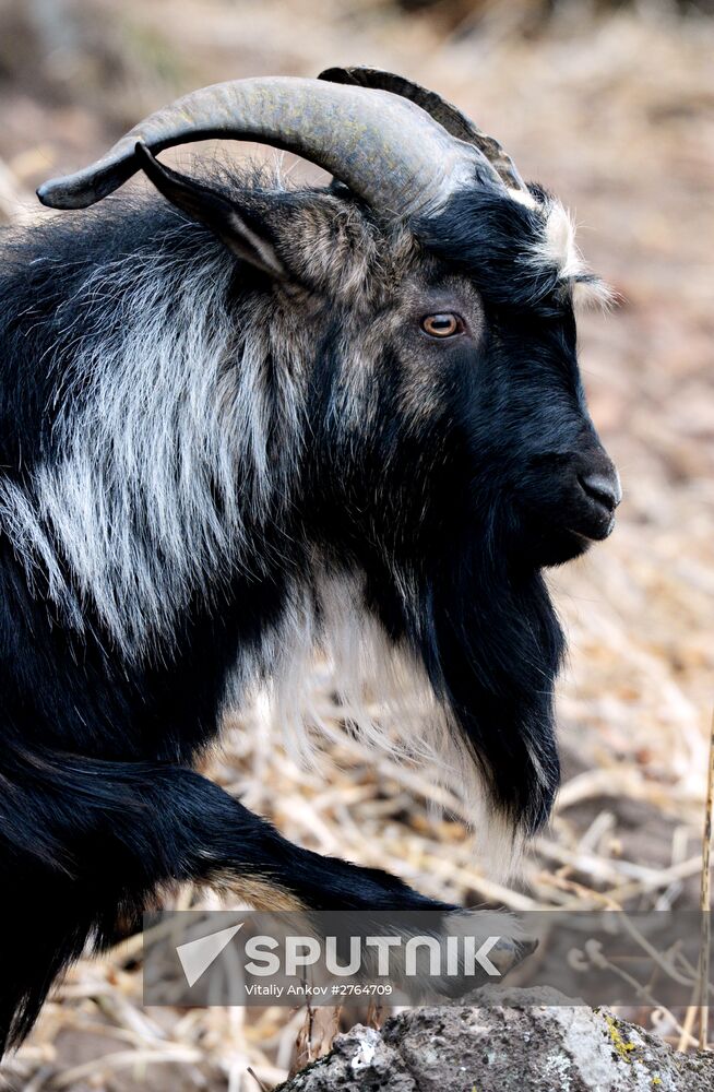 Friendship between goat Timur and tiger Amur at Safari Park in Primorye Territory