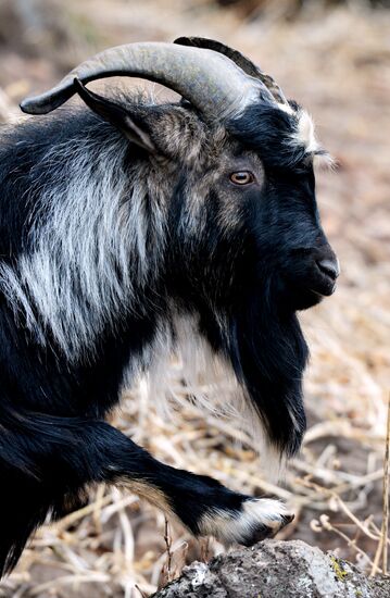 Friendship between goat Timur and tiger Amur at Safari Park in Primorye Territory