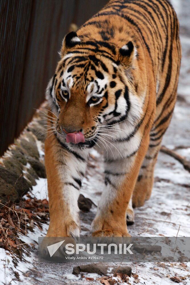 Friendship between goat Timur and tiger Amur at Safari Park in Primorye Territory