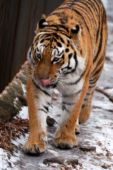 Friendship between goat Timur and tiger Amur at Safari Park in Primorye Territory