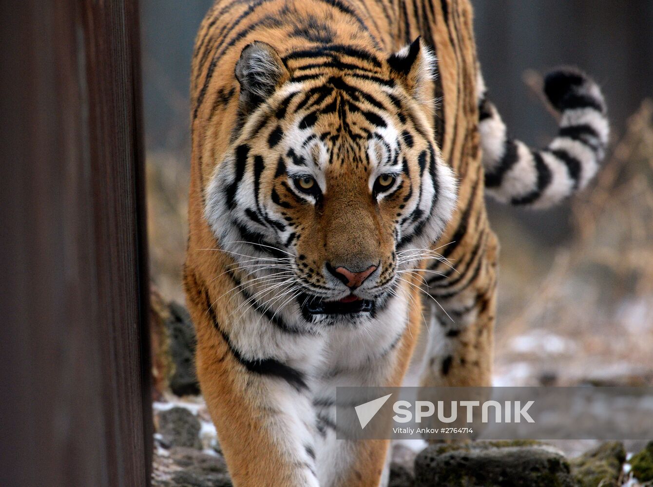 Friendship between goat Timur and tiger Amur at Safari Park in Primorye Territory