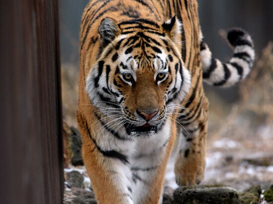 Friendship between goat Timur and tiger Amur at Safari Park in Primorye Territory
