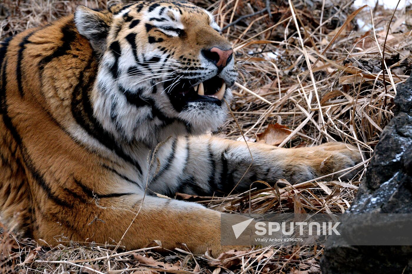 Friendship between goat Timur and tiger Amur at Safari Park in Primorye Territory