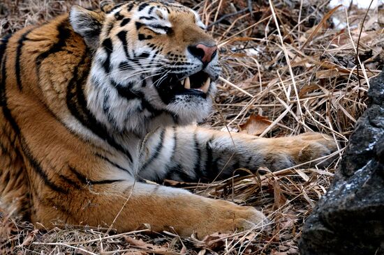 Friendship between goat Timur and tiger Amur at Safari Park in Primorye Territory