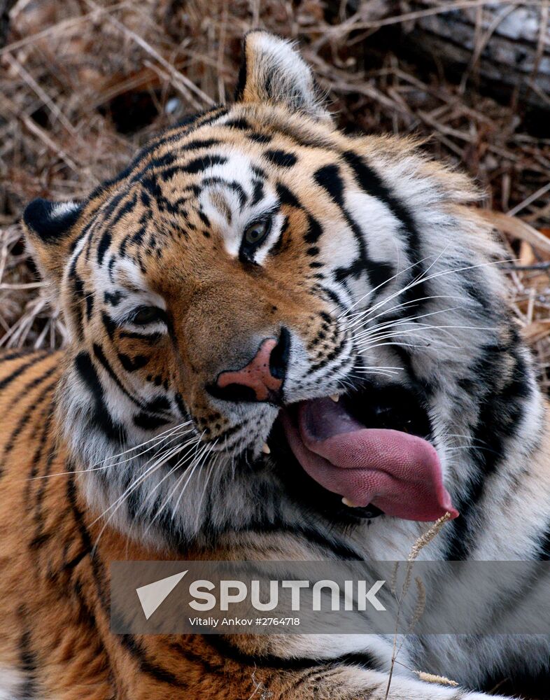 Friendship between goat Timur and tiger Amur at Safari Park in Primorye Territory