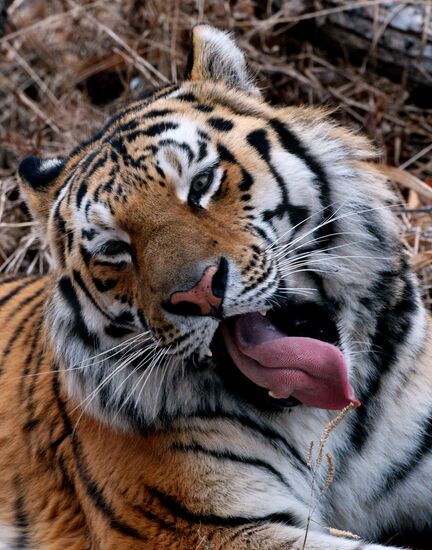 Friendship between goat Timur and tiger Amur at Safari Park in Primorye Territory