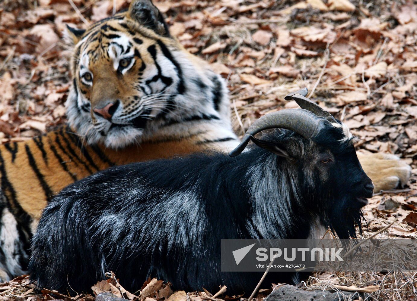 Friendship between goat Timur and tiger Amur at Safari Park in Primorye Territory