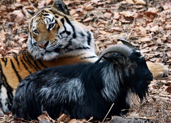 Friendship between goat Timur and tiger Amur at Safari Park in Primorye Territory