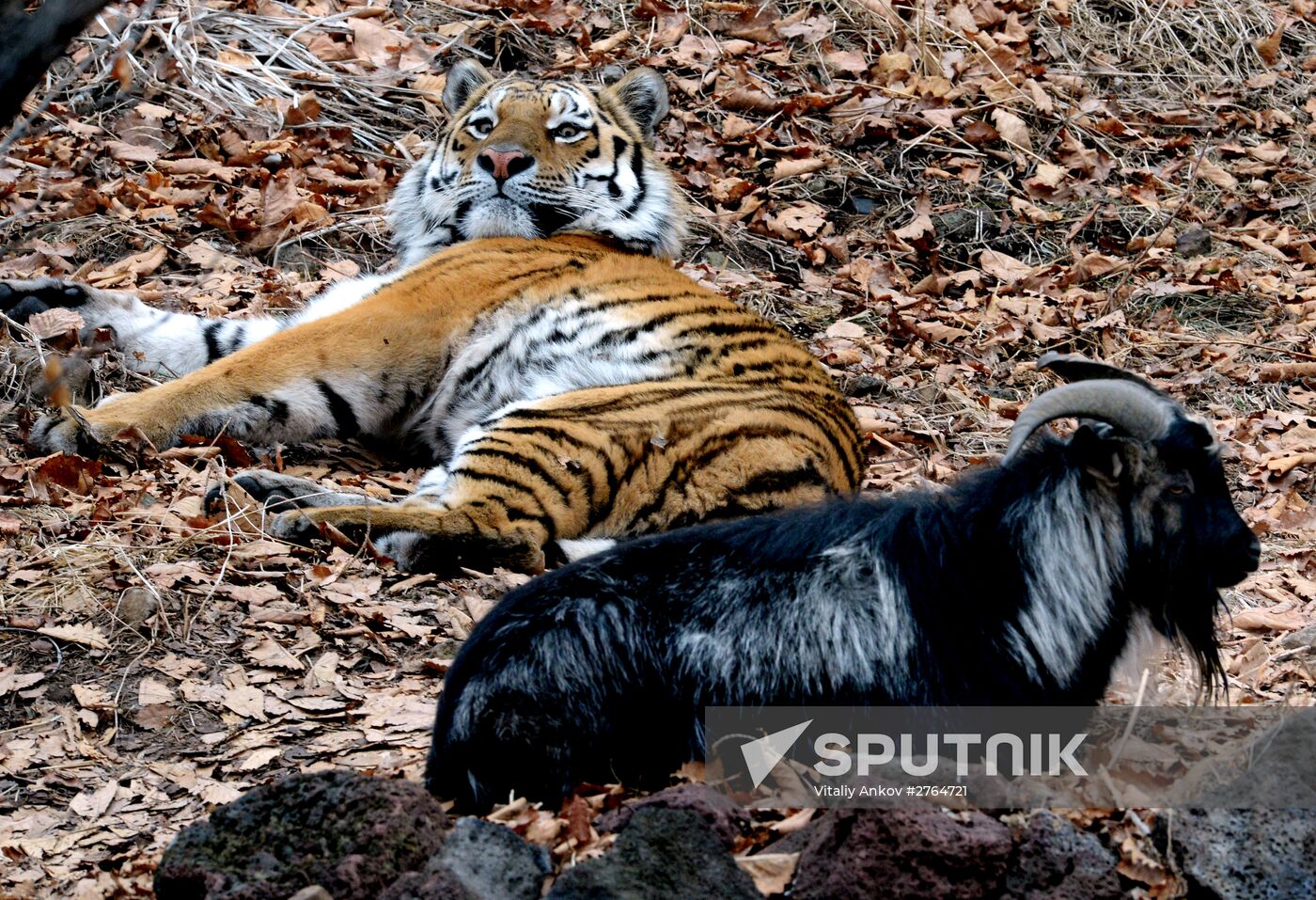 Friendship between goat Timur and tiger Amur at Safari Park in Primorye Territory