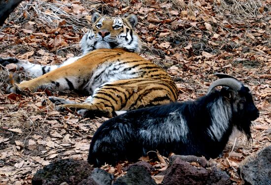 Friendship between goat Timur and tiger Amur at Safari Park in Primorye Territory