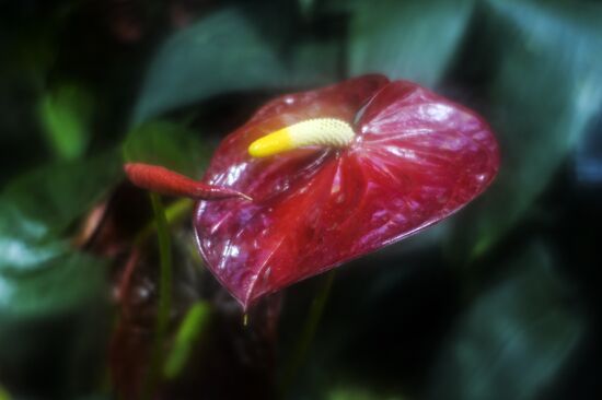 Tropical Winter, 7th annual festival of orchids, carnivorous and desert plants