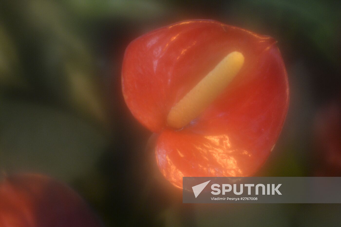 Tropical Winter, 7th annual festival of orchids, carnivorous and desert plants