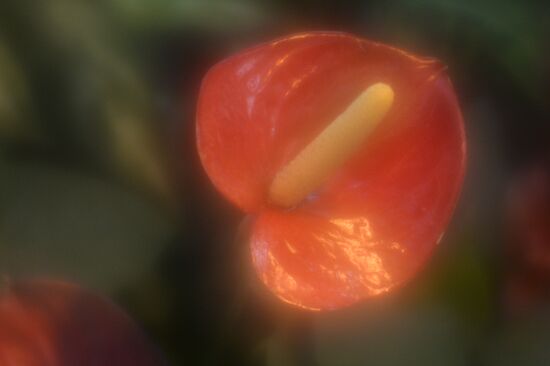 Tropical Winter, 7th annual festival of orchids, carnivorous and desert plants