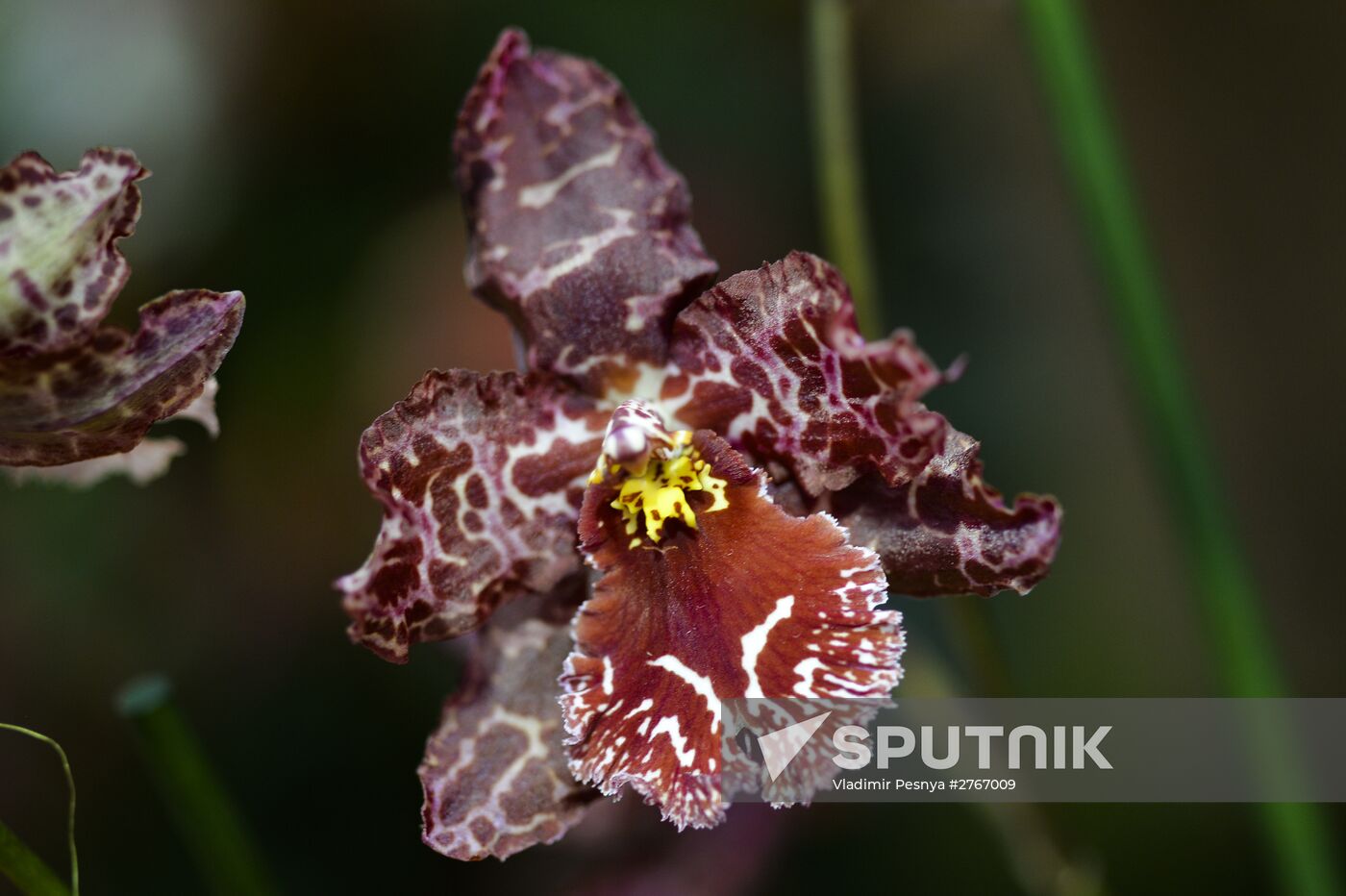Tropical Winter, 7th annual festival of orchids, carnivorous and desert plants