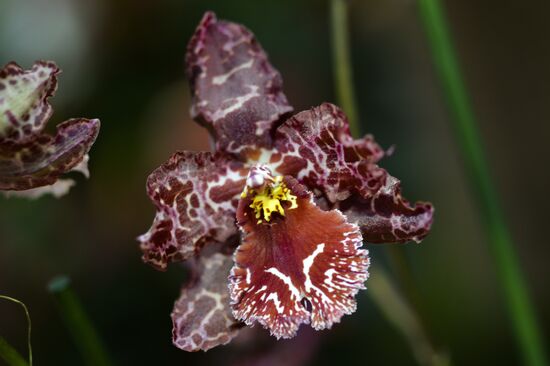Tropical Winter, 7th annual festival of orchids, carnivorous and desert plants