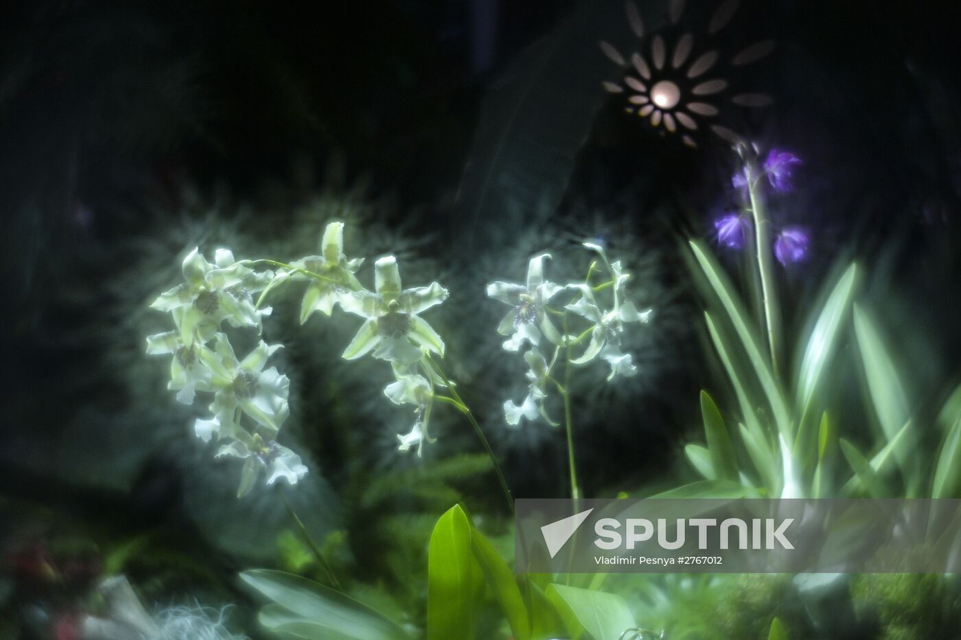 Tropical Winter, 7th annual festival of orchids, carnivorous and desert plants
