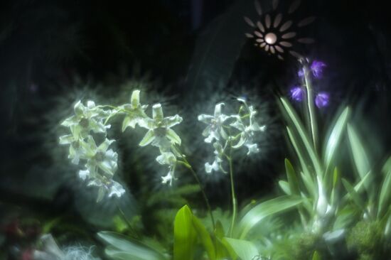 Tropical Winter, 7th annual festival of orchids, carnivorous and desert plants