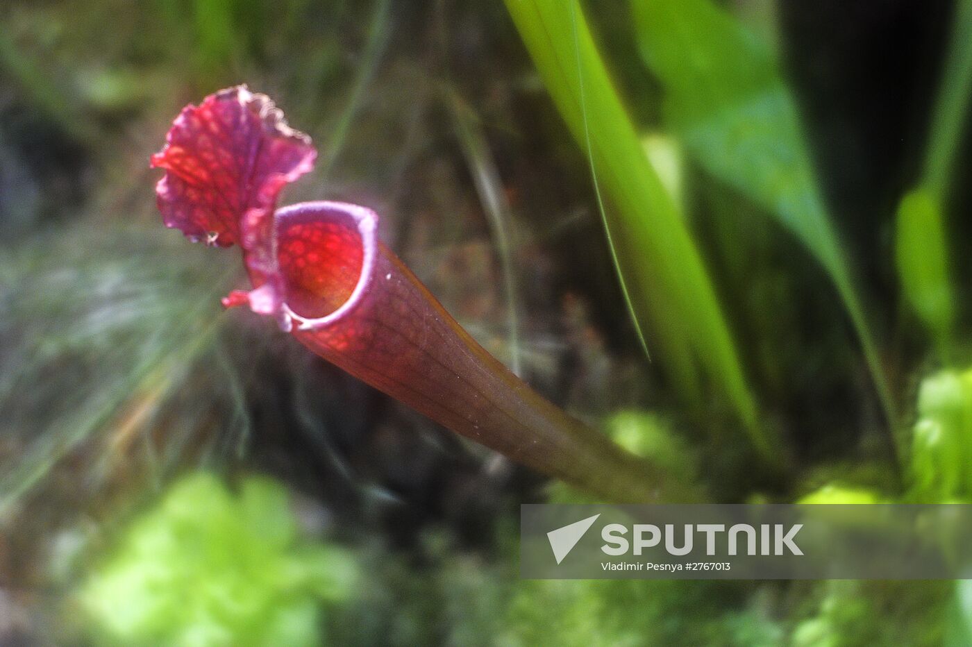 Tropical Winter, 7th annual festival of orchids, carnivorous and desert plants