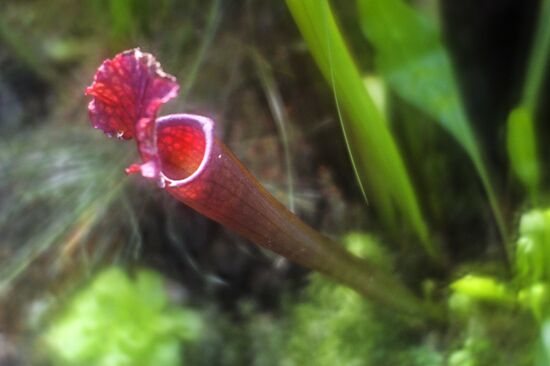 Tropical Winter, 7th annual festival of orchids, carnivorous and desert plants