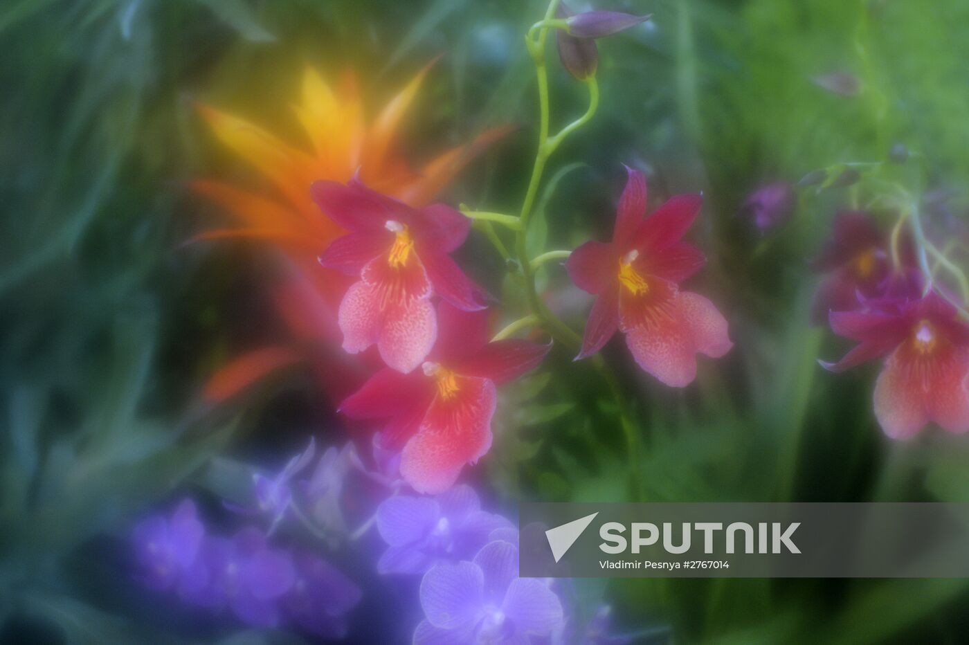 Tropical Winter, 7th annual festival of orchids, carnivorous and desert plants