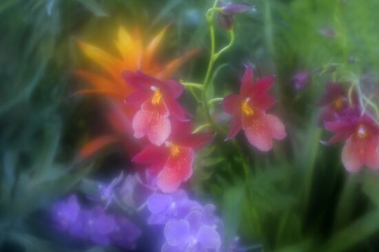Tropical Winter, 7th annual festival of orchids, carnivorous and desert plants