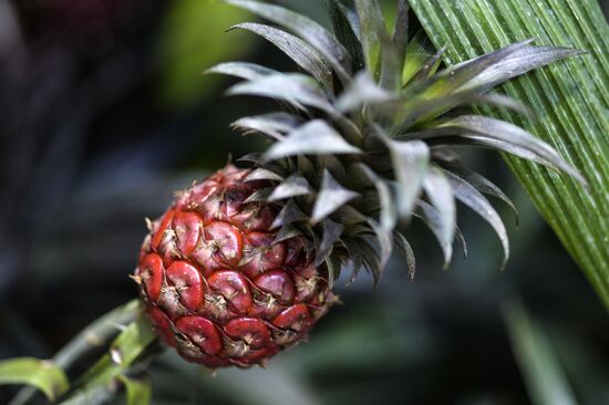 Tropical Winter, 7th annual festival of orchids, carnivorous and desert plants