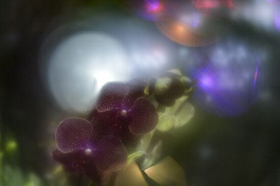 Tropical Winter, 7th annual festival of orchids, carnivorous and desert plants